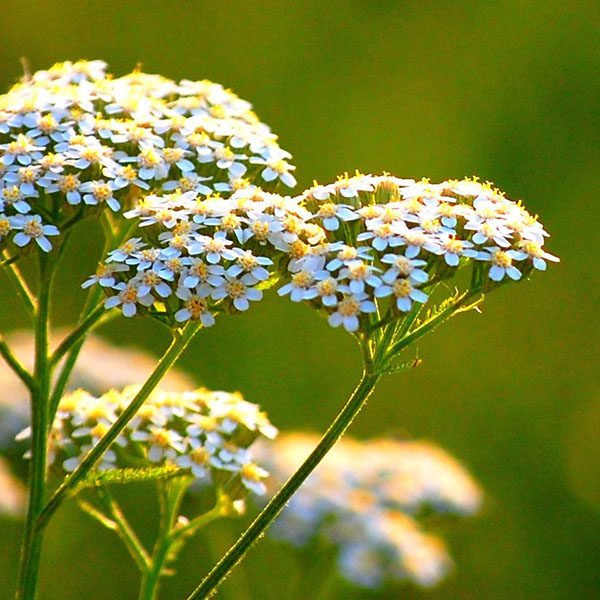 Yarrow CO2-extract