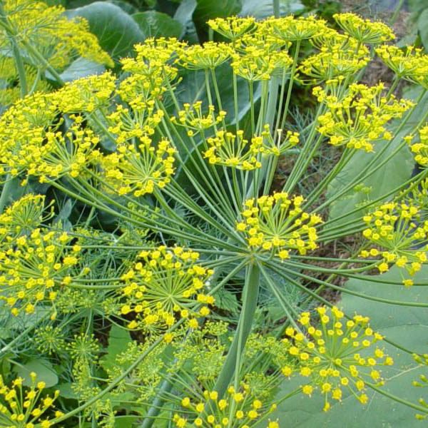 Fennel CO2-extract