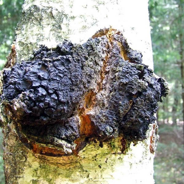 Chaga CO2-extract
