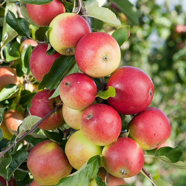 Apple CO2-extract