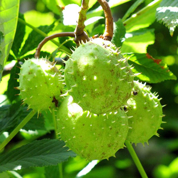 Horse Chestnut CO2-extract