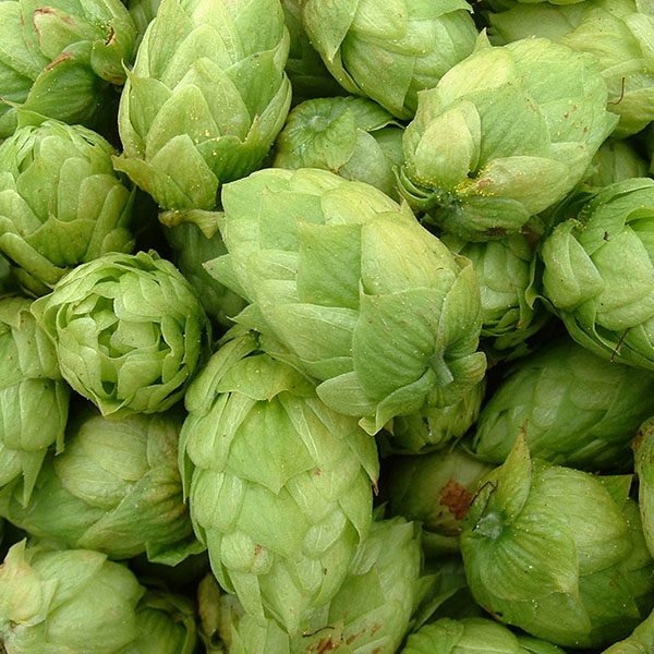 Common Hop CO2 Extract
