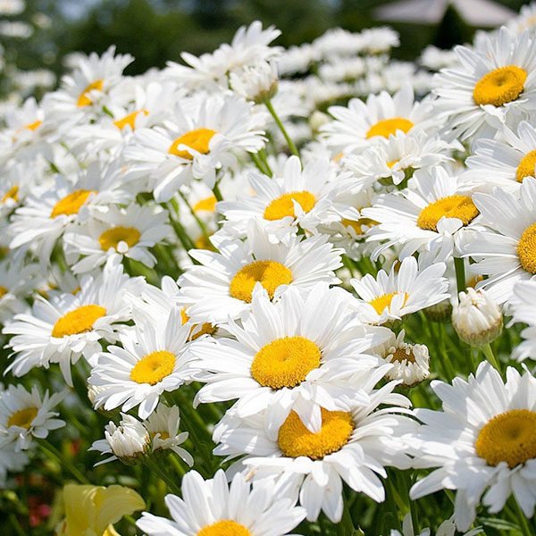Camomile CO2-extract