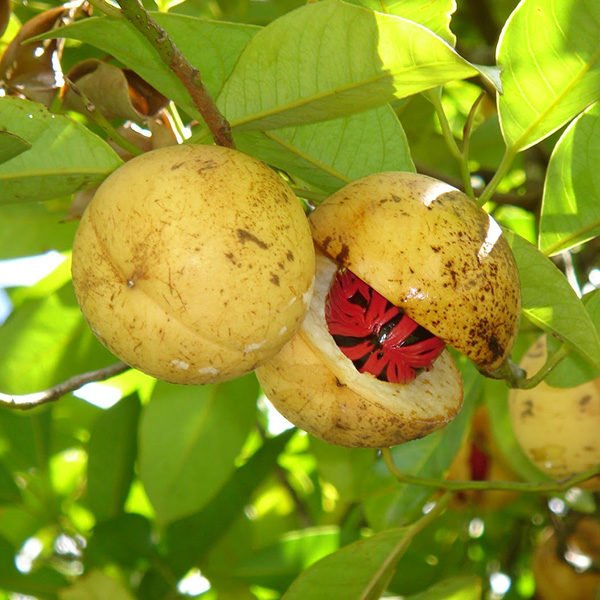 Nutmeg CO2-extract