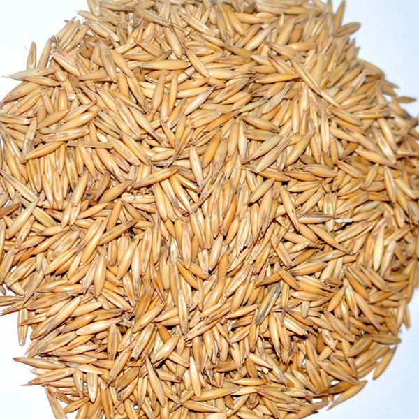 Oat CO2 Extract